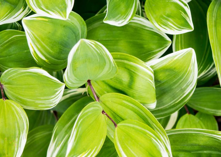 cacher terrasse voisins idees amenagement originales plantes