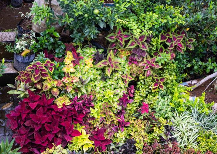 un parterre de fleurs sans entretien