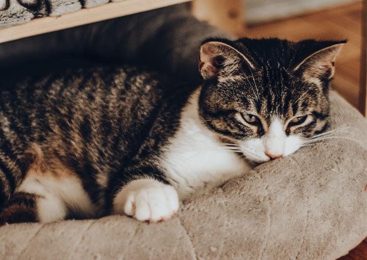 aménager jardin pour chat