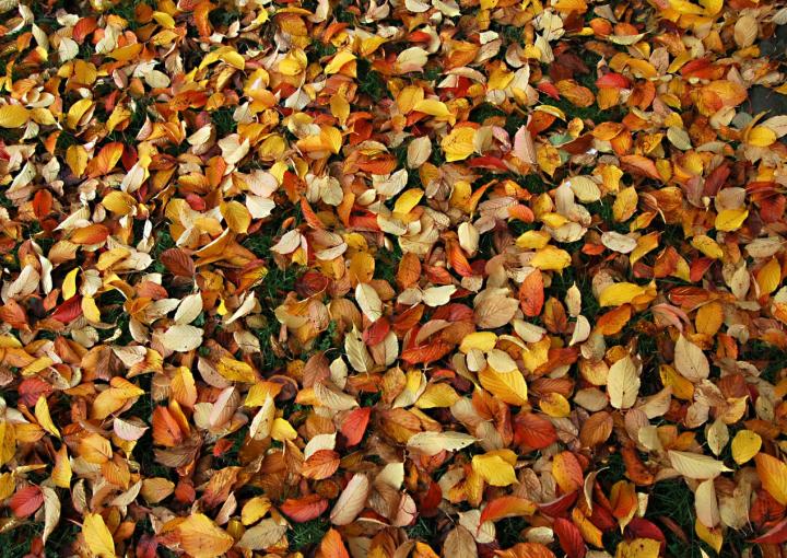 feuilles mortes jardin halloween