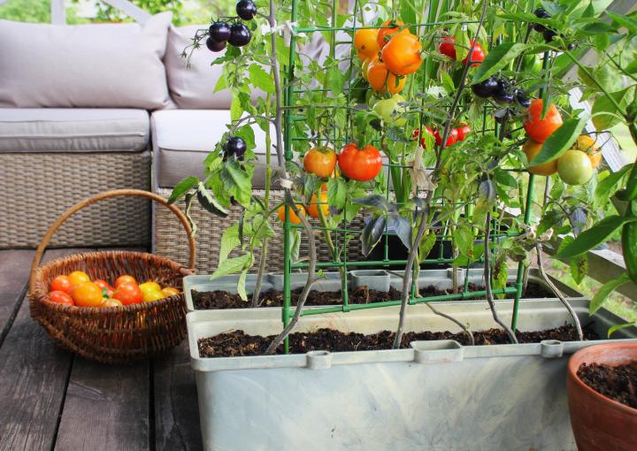 photo-tomates-jardin-économe