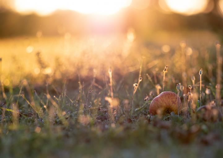 photo-jardin-econome-en-eau